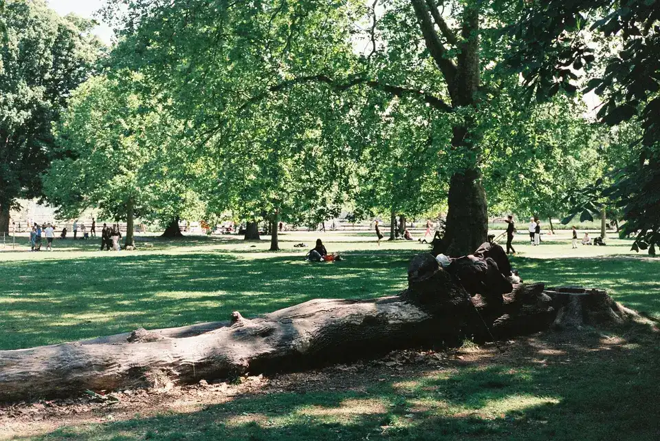 tree service Sumas